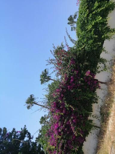 Çimtur tatil sitesi 3+1 villa Alanya Esterno foto